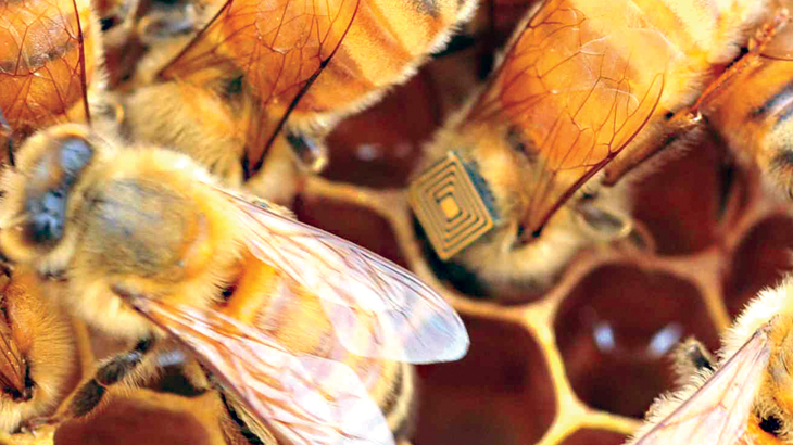 Principais polinizadores da natureza, elas são essenciais à agricultura / Foto: Vale-CSIRO