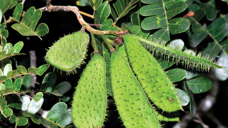 O fruto: vagem com sementes que vão do marrom ao verde / Foto: João Prudente/Pulsar Imagens