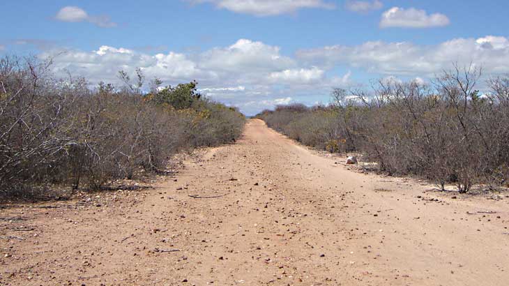 Paisagem sertaneja: o chão seco e arenoso da caatinga / Foto: José Paulo Borges