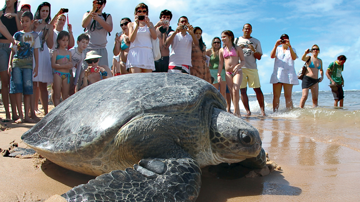 A mentalidade mudou. Hoje é chique ser fotografado com as tartarugas / Foto: Arquivo/Projeto Tamar