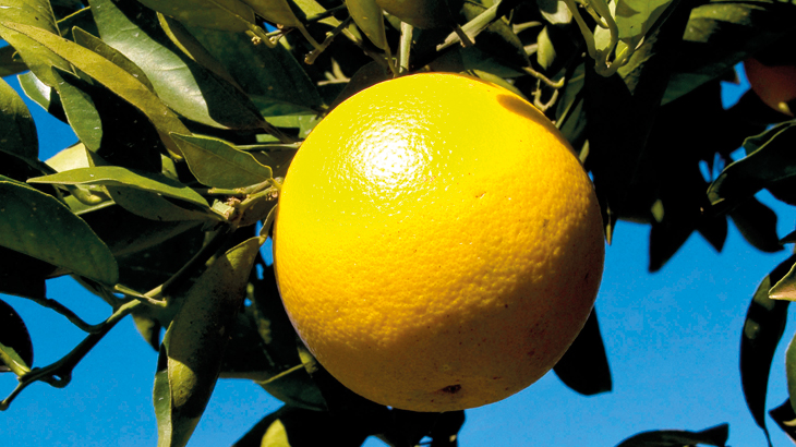 Brasil lidera na produção de laranja / Foto: Delfim Martins/ Pulsar Imagens