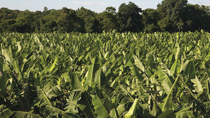 Plantação de banana no Vale do Ribeira, estado de São Paulo / Foto: Delfim Martins/Pulsar Imagens