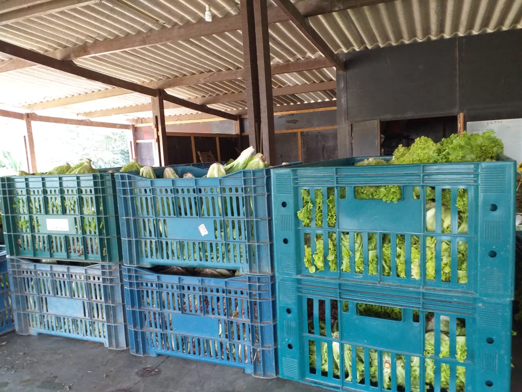 Verduras orgânicas doadas pela Igreja Messiânica 