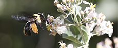 Meio Ambiente: Atenção, abelhas nativas trabalhando!