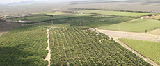 Agricultura: Frutas no Polígono das Secas, quem diria!